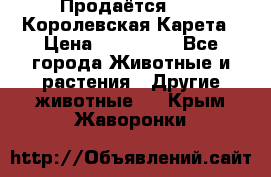 Продаётся!     Королевская Карета › Цена ­ 300 000 - Все города Животные и растения » Другие животные   . Крым,Жаворонки